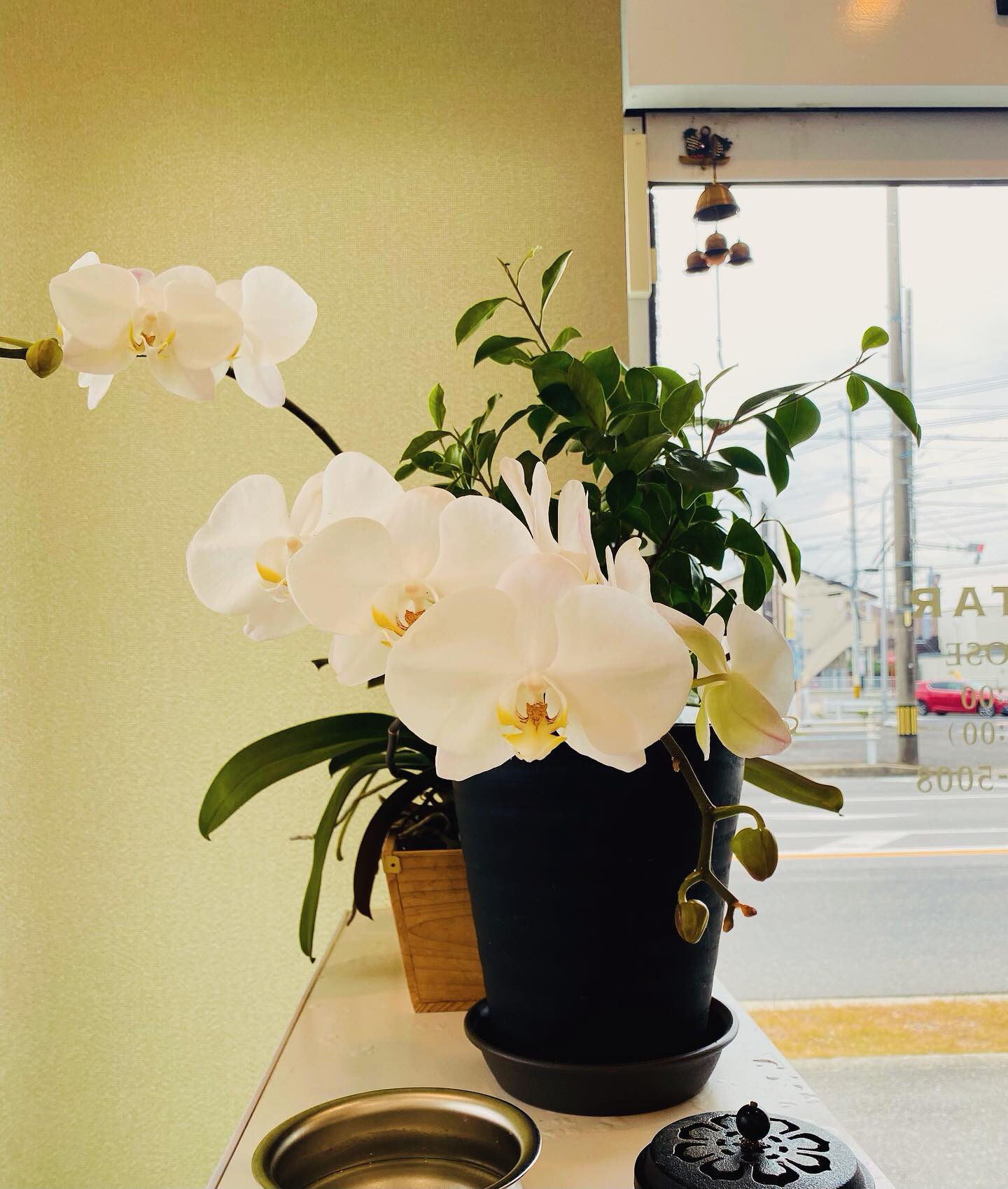 美しい花を通じて、歩んできた道のりを思い返す